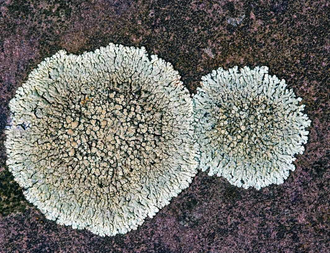 Vue rapprochée de deux lichens gris incrustés dans un matériau minéral