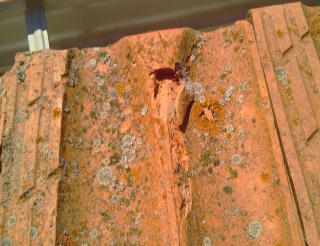 Tuile en terre cuite fissurée et colonisée par des lichens orange et gris
