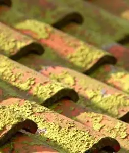 Tuiles de toiture entièrement recouvertes de mousse verte avant démoussage